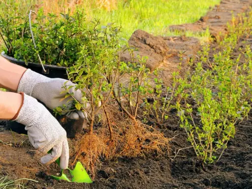 Händer i trädgårdshandskar planterar ligusterplantor med synliga rötter i nygrävd jord.