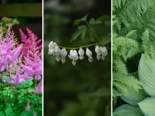 Rosa astilbe, vita löjtnantshjärtan och gröna ormbunkar – vackra blommor som trivs i skugga utomhus.