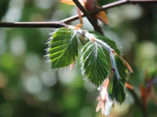 Nya, ludna blad på en gren. Perfekt för buskar som trivs i skugga.