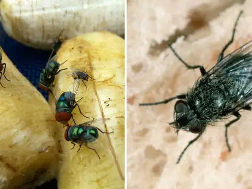 Närbild på gröna och blå flugor som sitter på banan och bröd utomhus.