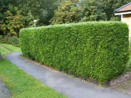 En tät, grön häck av thuja kantas av en gångväg. Frågan om hur många thuja per meter är relevant för att uppnå denna täthet.