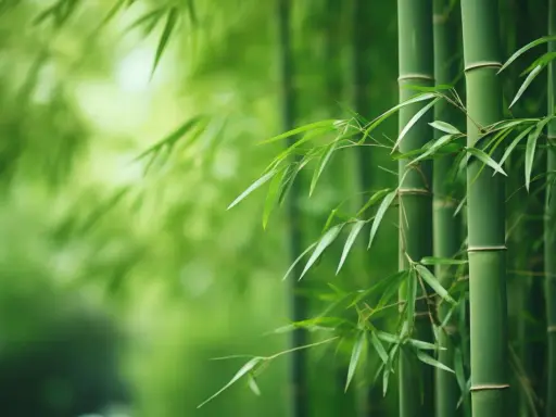 Grön bambu växer frodigt, en vacker syn som visar att det går att odla bambu i Sverige.
