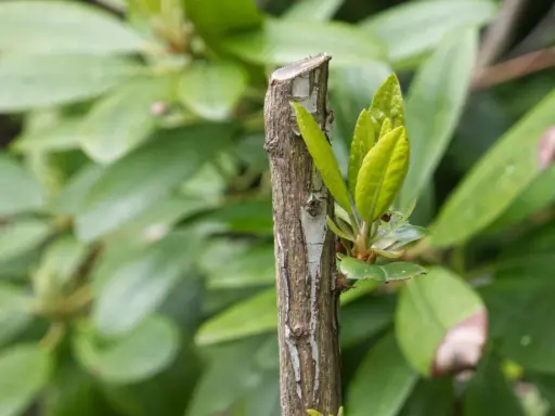 Ny tillväxt spirar från en klippt rhododendron.