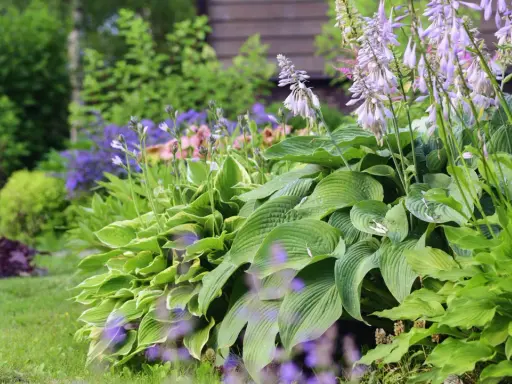 Grönskande funkior och lila blommor ger plantering inspiration i en lummig trädgård.