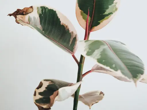 En ficus med variegerade blad där bladen blir gula och bruna i kanterna.