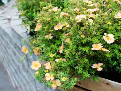 Buske med ljusrosa blommor, perfekta perenner som tål torka och blommar rikligt.