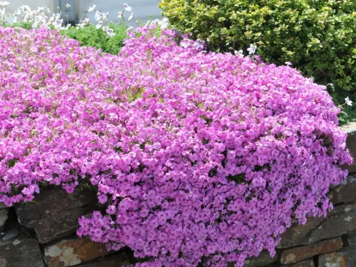 En matta av rosa blommor breder ut sig över en stenmur. Trots den torra marken blomstrar den vackert.
