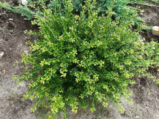 En tät, grön buxbom buske med små ljusgröna blad. Det syns tecken på ohyra på buxbom, med några gulnade blad.