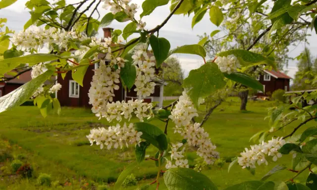 Blommande buskar zon 5 med vita klasar mot röda hus och grönskande äng.