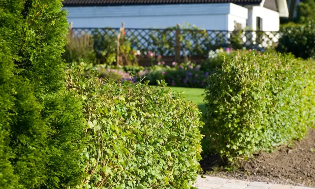En grönskande häck av krukodlad avenbok ramar in en solig trädgård med ett vitt hus i bakgrunden.