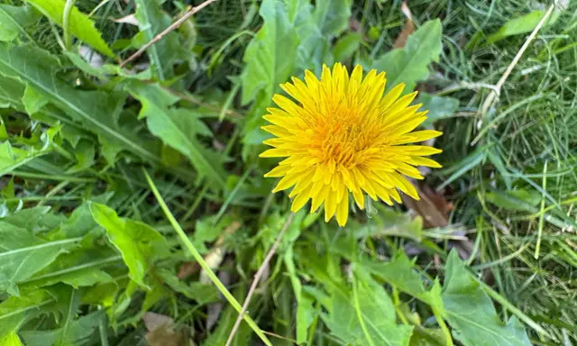 En ensam, lysande gul maskros blommar bland gröna blad och gräs. Dags att ta bort maskrosor för att få en finare gräsmatta.