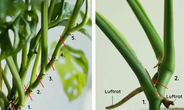 Här visas hur man beskär en Monstera. Röda linjer markerar var man ska klippa, och man kan se var luftrötter finns. Om det finns bruna blad, ska man klippa bort dem.