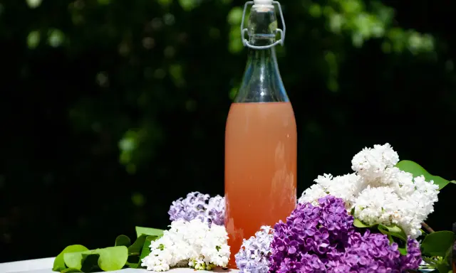En flaska med rosa dryck omgiven av lila och vita syrenblommor. En påminnelse om att torka syrenblommor för att bevara doften.