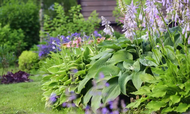 Grönskande funkior och lila blommor ger plantering inspiration i en lummig trädgård.