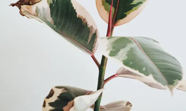 En ficus med variegerade blad där bladen blir gula och bruna i kanterna.