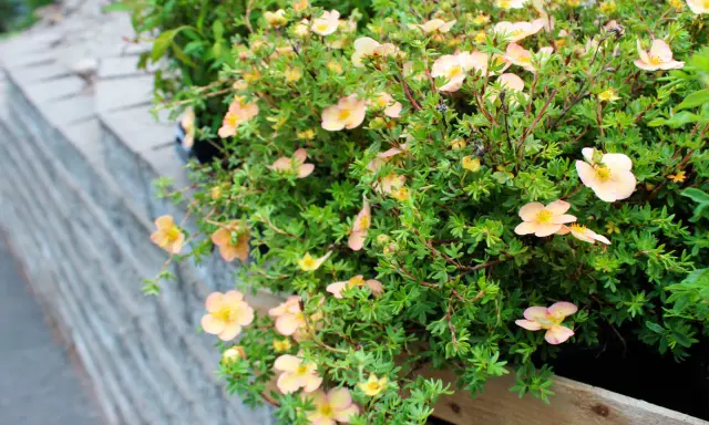 Buske med ljusrosa blommor, perfekta perenner som tål torka och blommar rikligt.