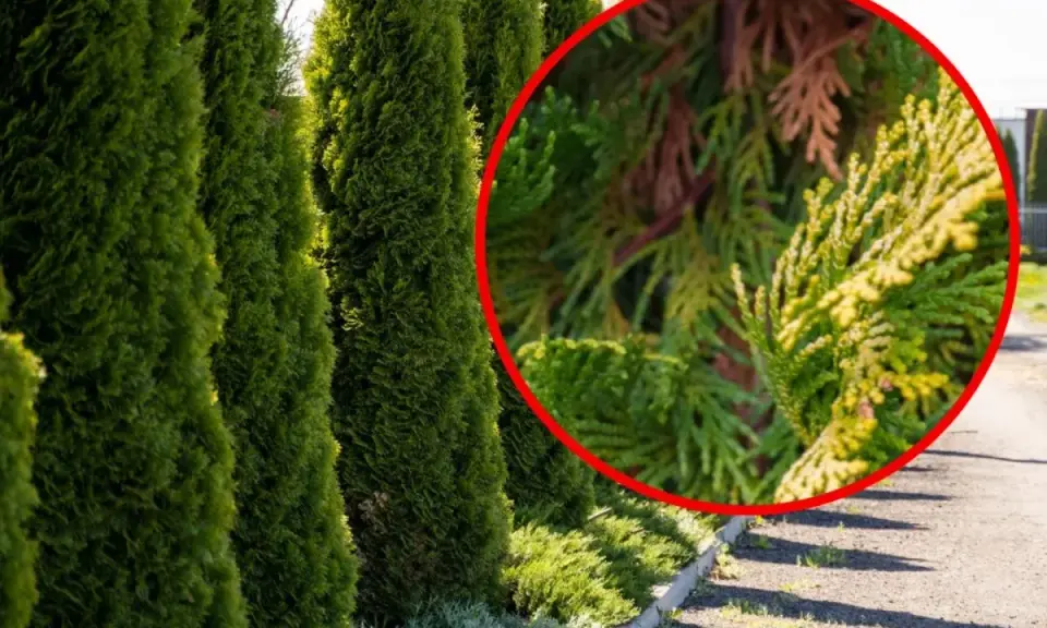 En rad gröna thuja-träd med en närbild som visar en gren med gulnande barr, kanske ett tecken på thuja rotsystemets hälsa.