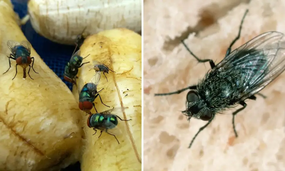 Närbild på gröna och blå flugor som sitter på banan och bröd utomhus.