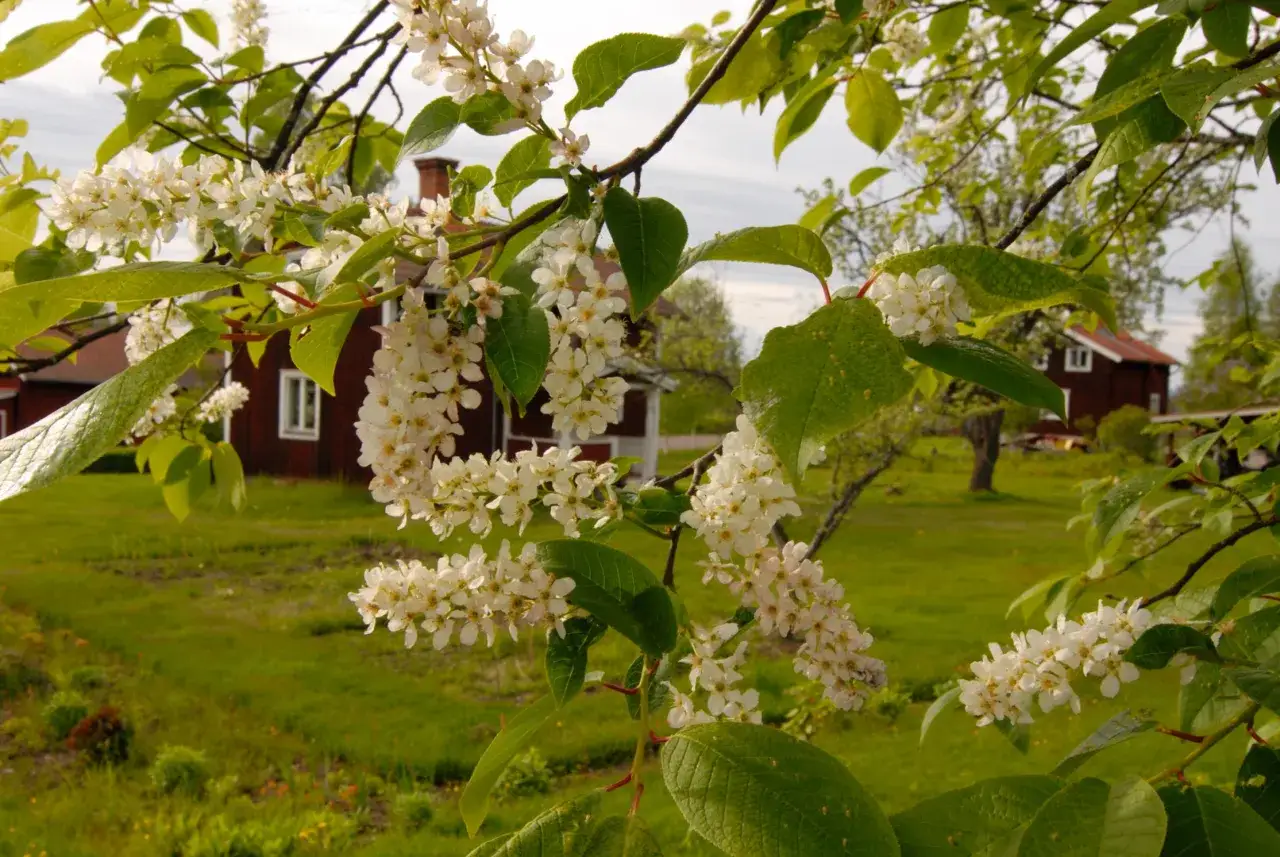 Blommande trädgrenar med vita blommor i förgrunden. I bakgrunden syns röda hus och gröna fält, som om det vore en idyllisk plats med naturliga buskar insynsskydd.