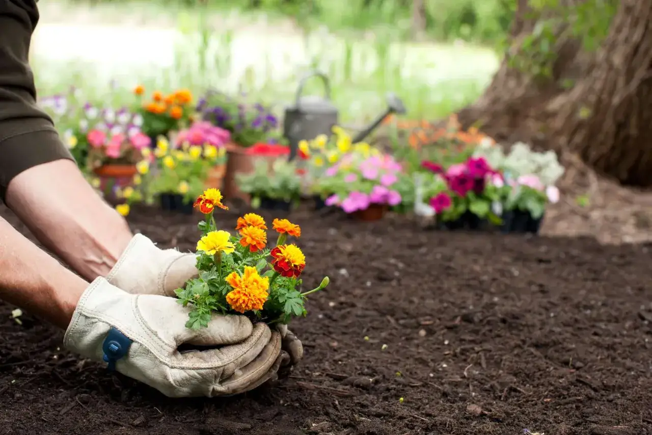 H&auml;nder i handskar planterar en bukett med gula och orange blommor i den leriga jorden. Bakom syns fler blommor och en vattenkanna.