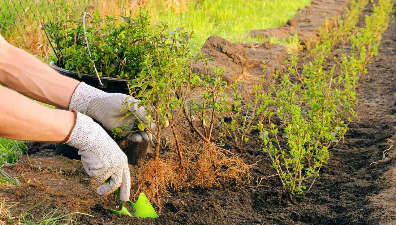 Händer med handskar planterar ligusterplantor med synliga rötter i jorden. En rad med nyplanterade ligusterbuskar syns i bakgrunden.