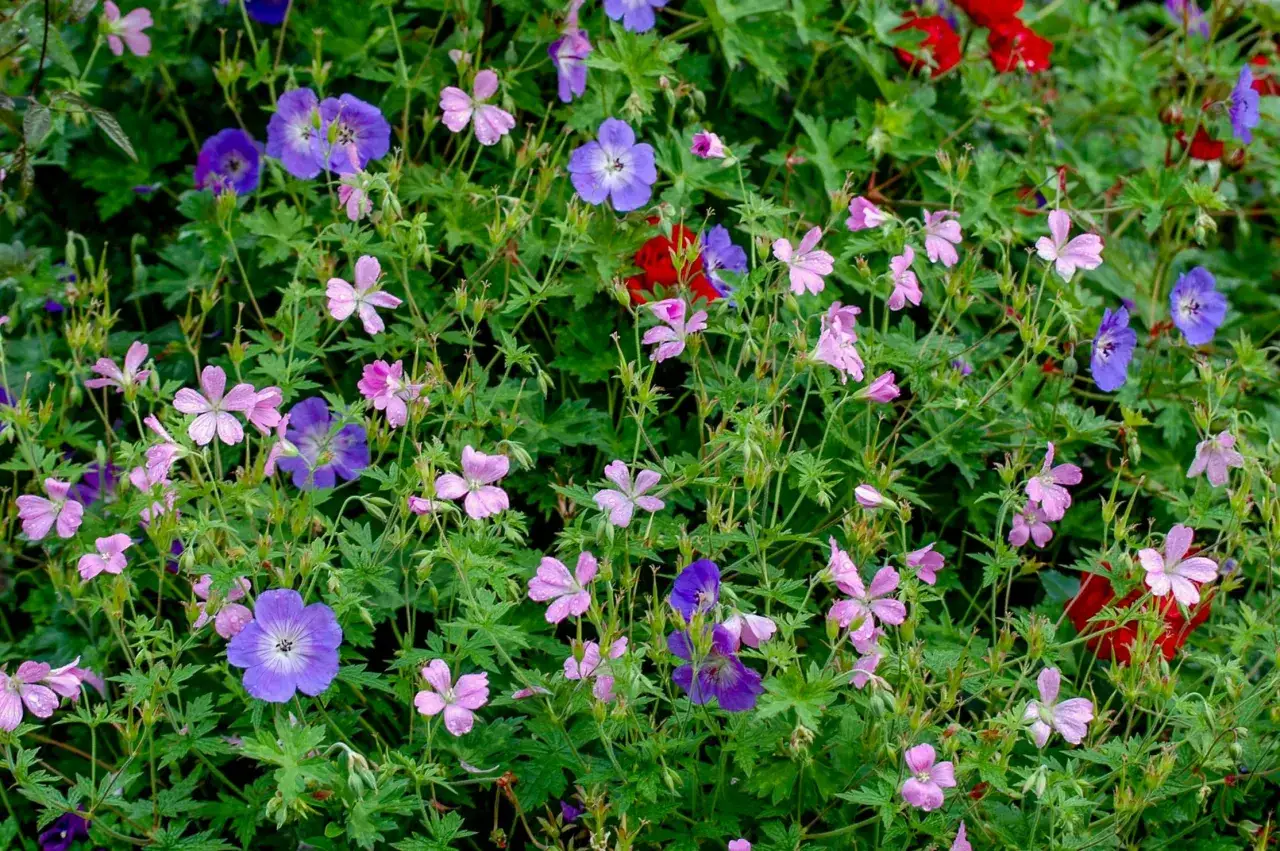 En frodig rabatt med lila och rosa geraniumblommor, perfekt för zon 5. Vattenpärlor på kronbladen.