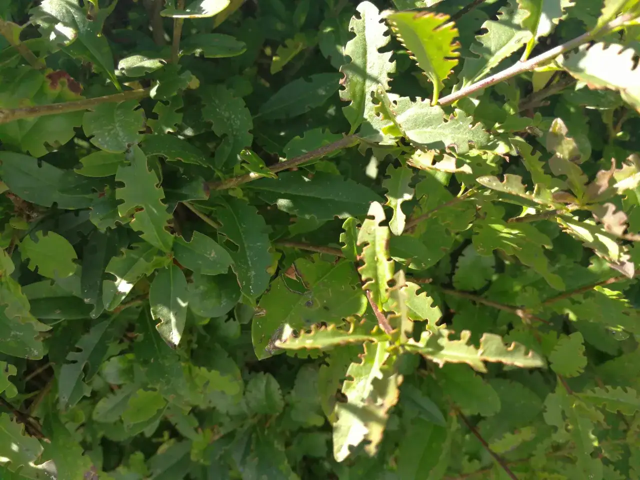 Gr&ouml;na blad med taggiga kanter, tecken p&aring; ligustersjukdom.