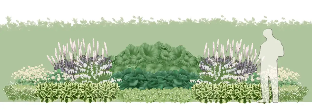 En lummig rabatt med perenner i skugga, med h&ouml;ga spiror, hj&auml;rtformade blommor och frodiga bladverk.