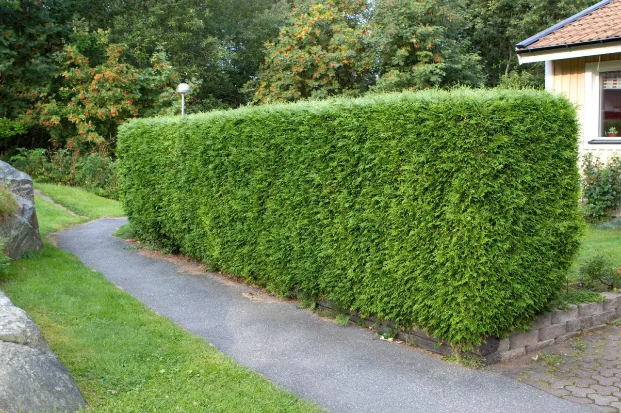 En välklippt thuja brabant-häck kantar en grusgång. Bakom häcken syns träd med röda bär och ett gult hus.