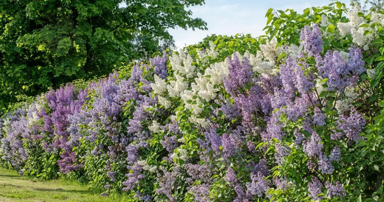 En l&aring;ng h&auml;ck med lila och vita syrenblommor i full blom. Perfekt f&ouml;r att torka syrenblommor och bevara doften.