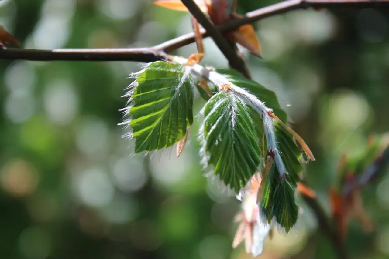 Nya, ludna blad p&aring; en gren, som visar att buskar som trivs i skugga kan vara vackra &auml;ven i det tidiga ljuset.