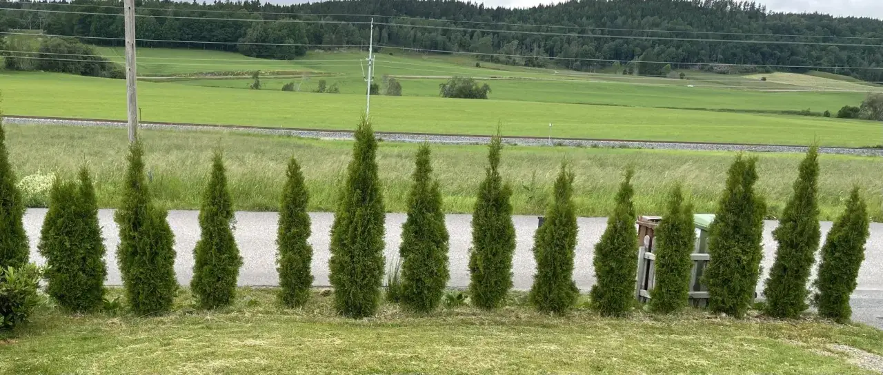 En rad med elva thuja-tr&auml;d st&aring;r l&auml;ngs en v&auml;g. Det &auml;r ungef&auml;r en thuja per meter f&ouml;r att skapa en t&auml;t h&auml;ck.