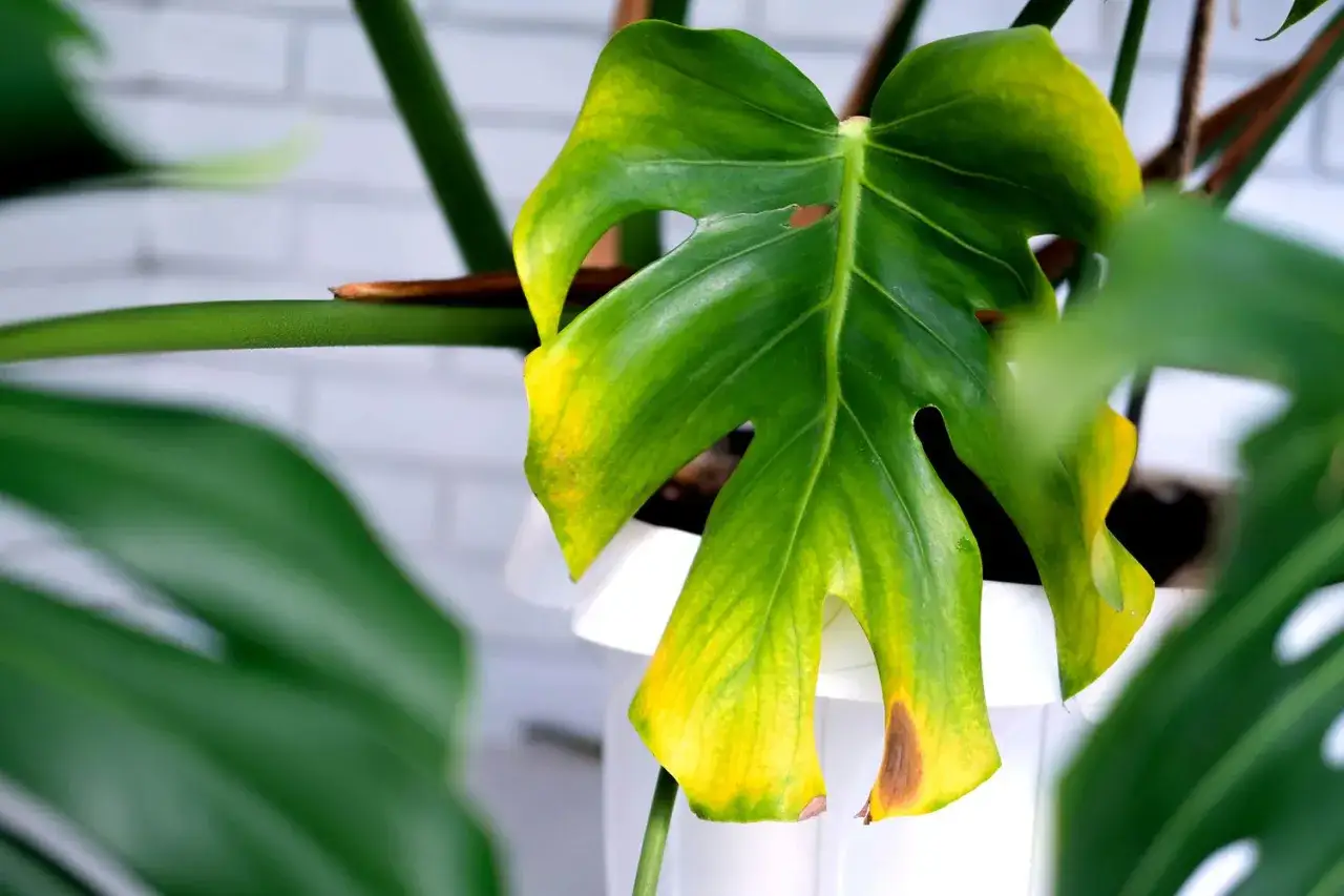 Monstera-bladet visar tecken p&aring; att bladen blir gula, med gulnande kanter och bruna fl&auml;ckar.