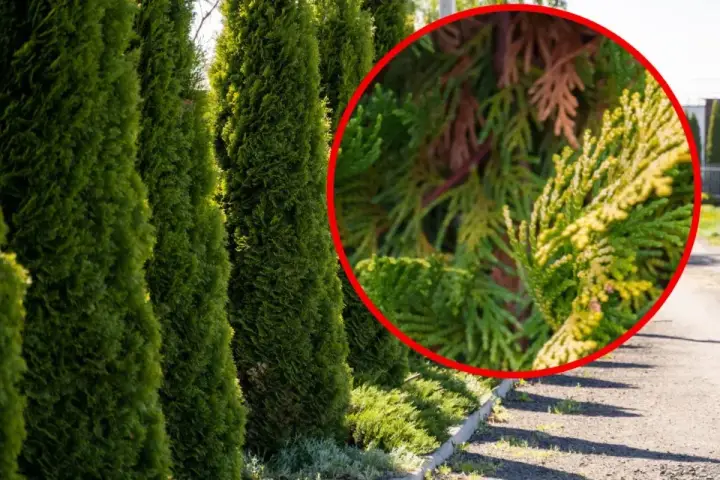 En rad gröna thuja-träd med en närbild som visar en gren med gulnande barr, kanske ett tecken på thuja rotsystemets hälsa.