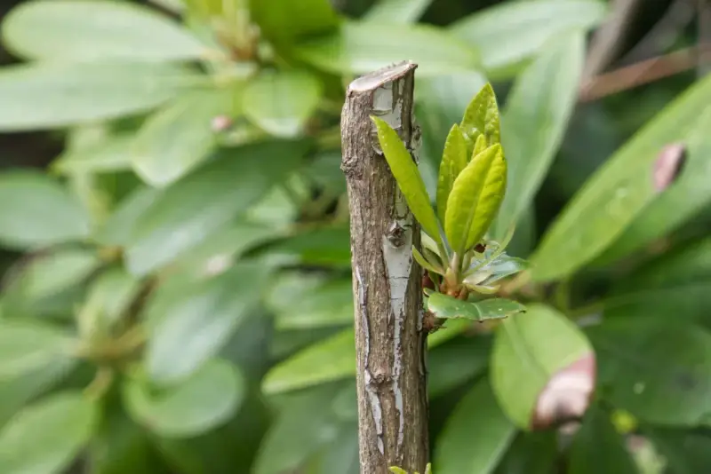 Ny tillväxt spirar från en klippt rhododendron.
