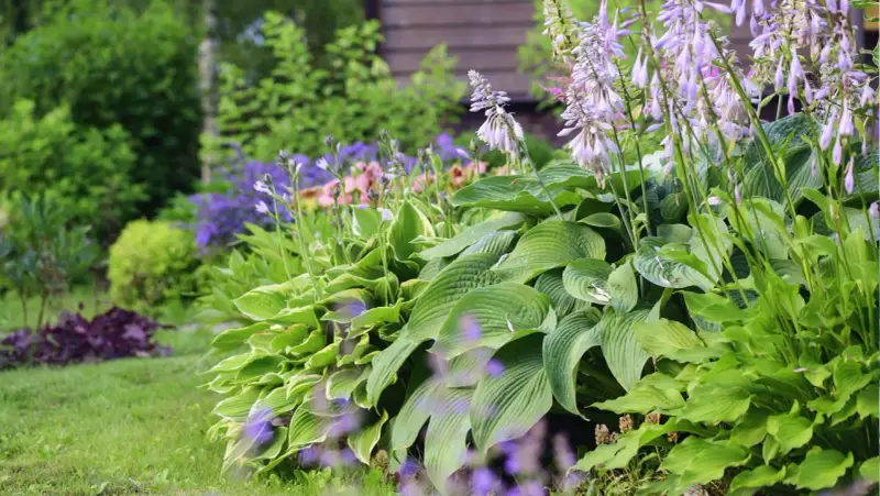 Grönskande funkior och lila blommor ger plantering inspiration i en lummig trädgård.